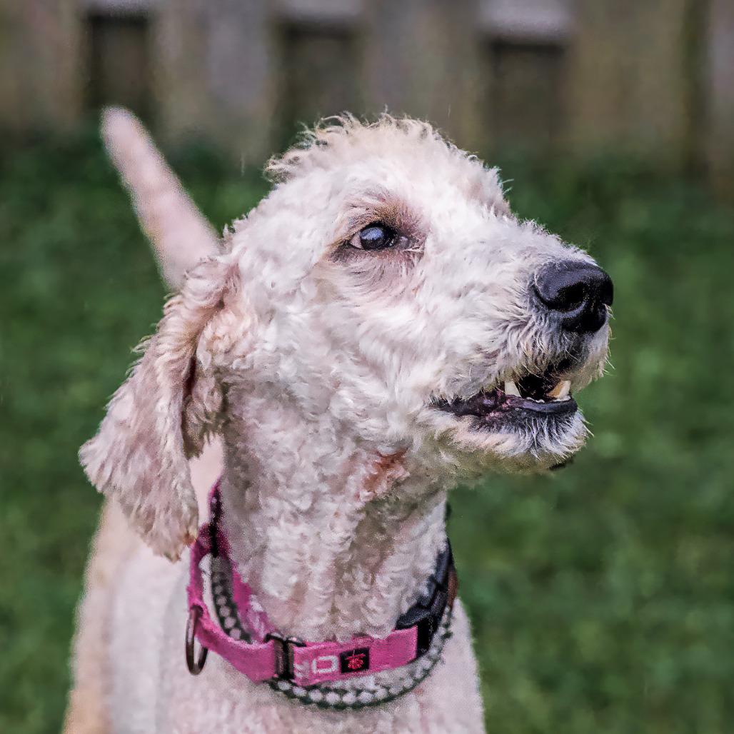 Enlarge Buzz, a Adoptable mixed breed in Arlington Heights, IL image 2/2