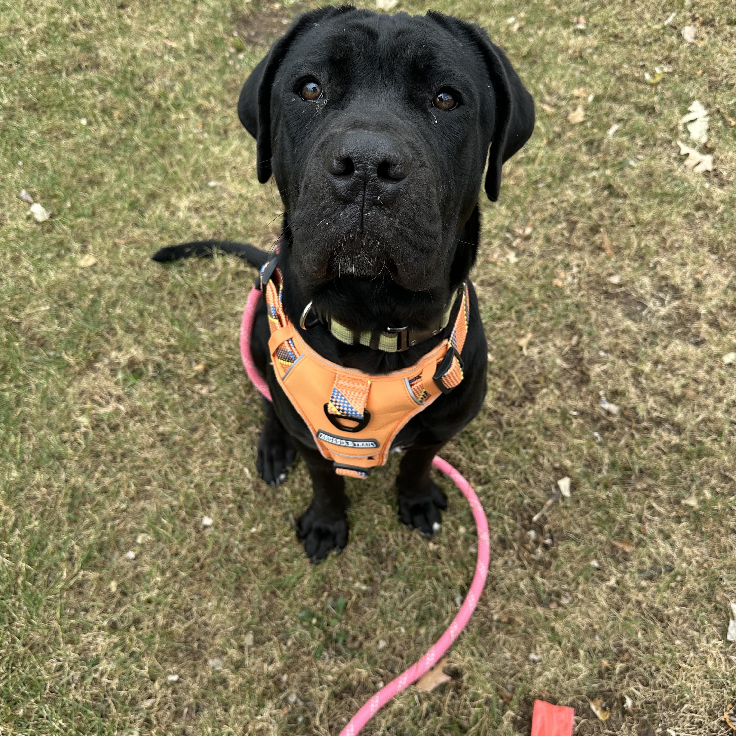 Morticia, adoptable, Young Female Cane Corso.
