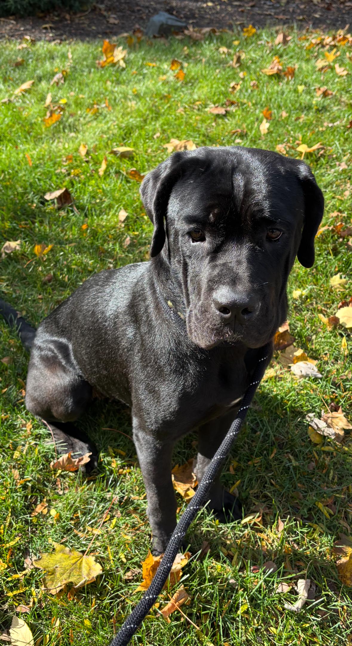 Enlarge Morticia, an adoptable Cane Corso in Pleasant Ridge, MI image 2/3