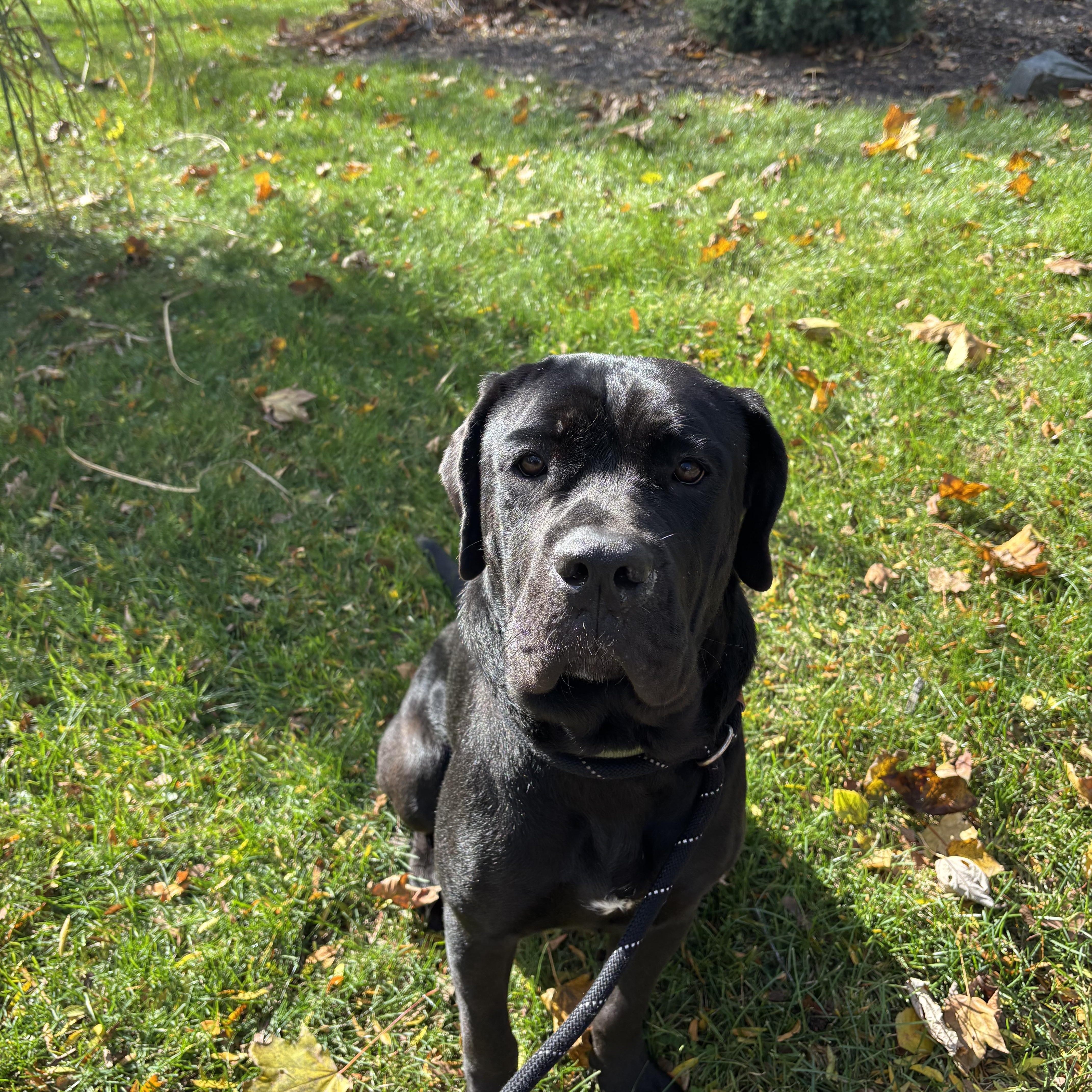 Enlarge Morticia, an adoptable Cane Corso in Pleasant Ridge, MI image 3/3