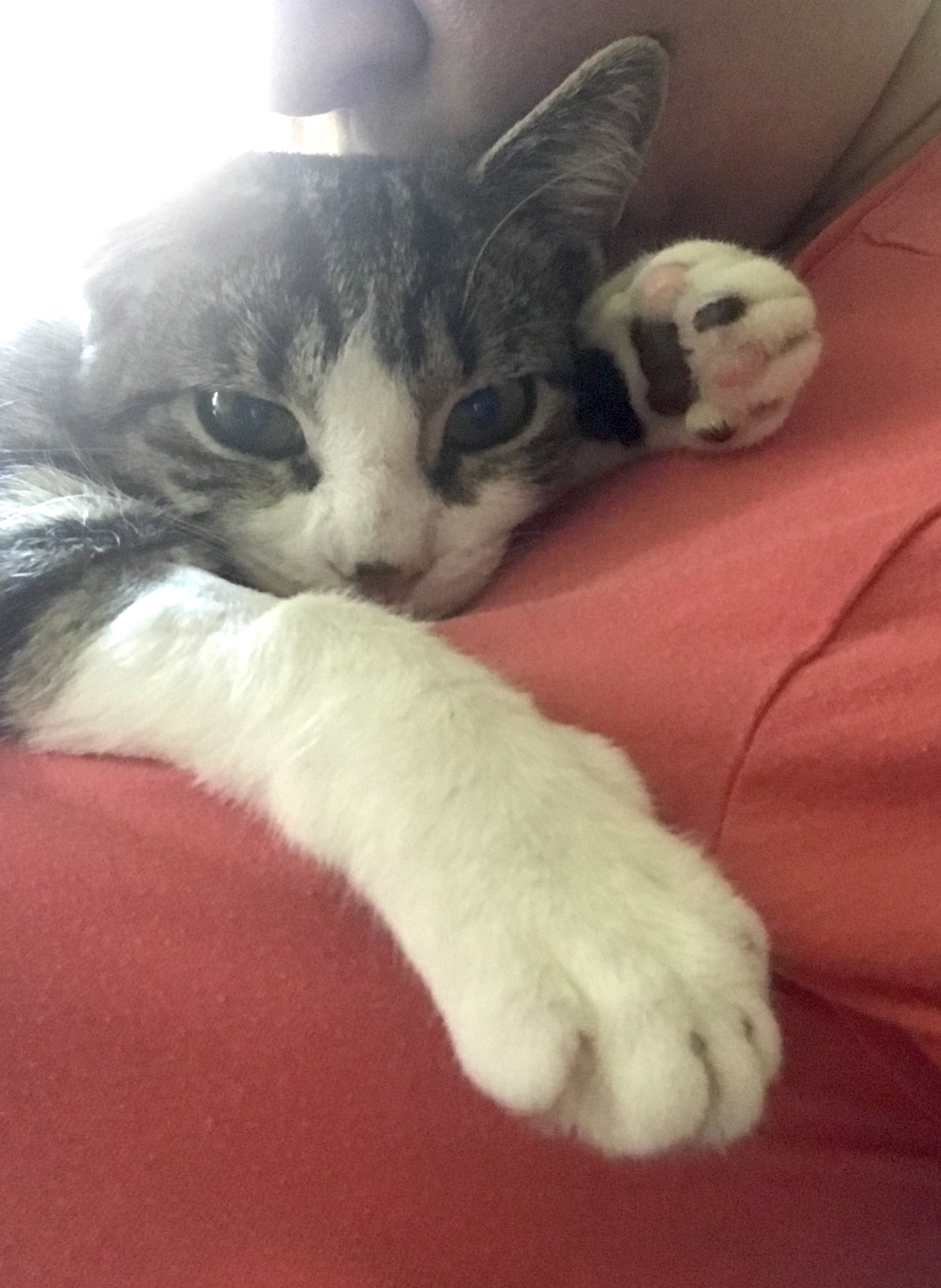 Heron Pentridge, a Adoptable Domestic Short Hair in Philadelphia, PA image 6/9