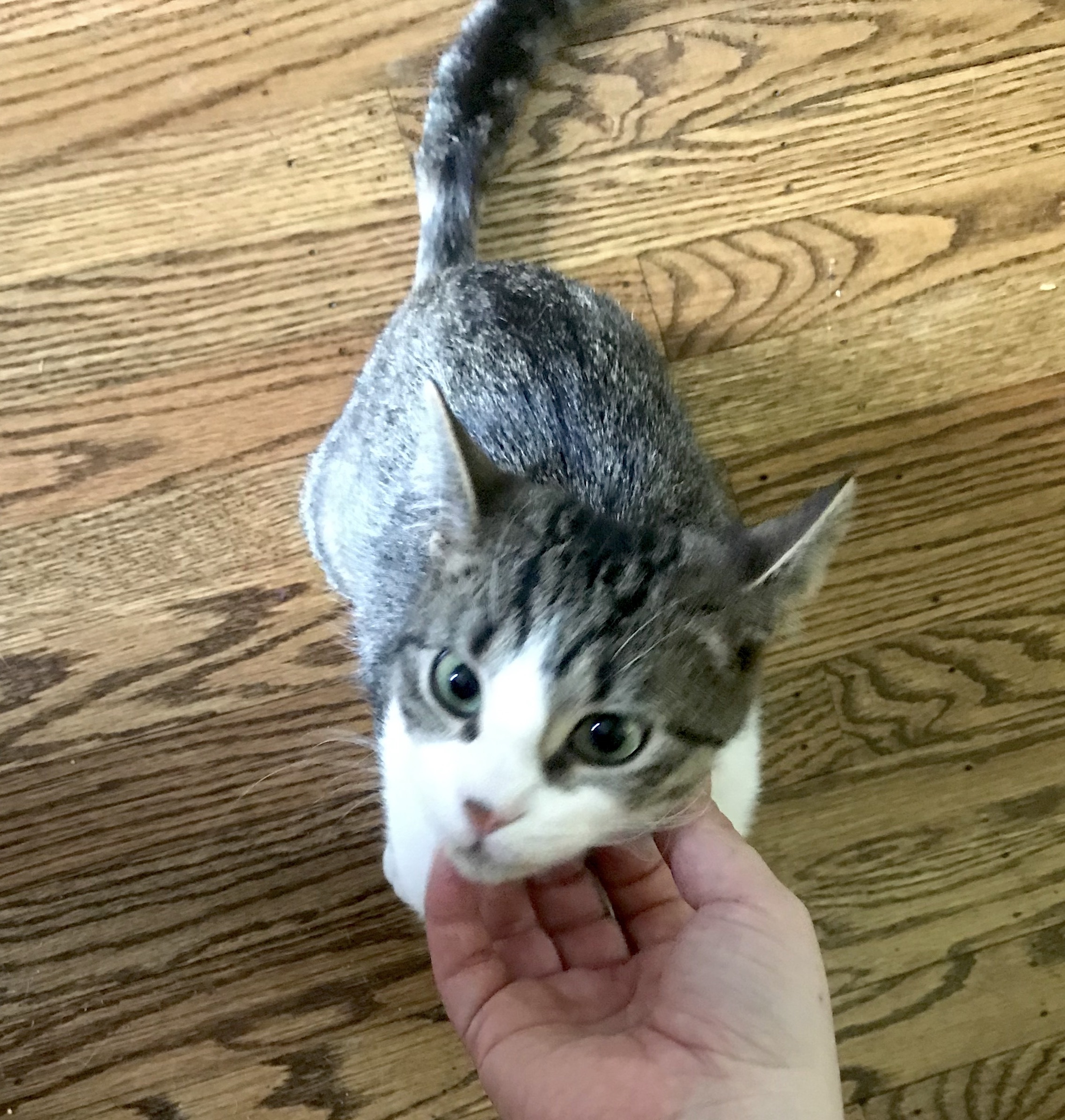 Enlarge Heron Pentridge, a Adoptable Domestic Short Hair in Philadelphia, PA image 7/9