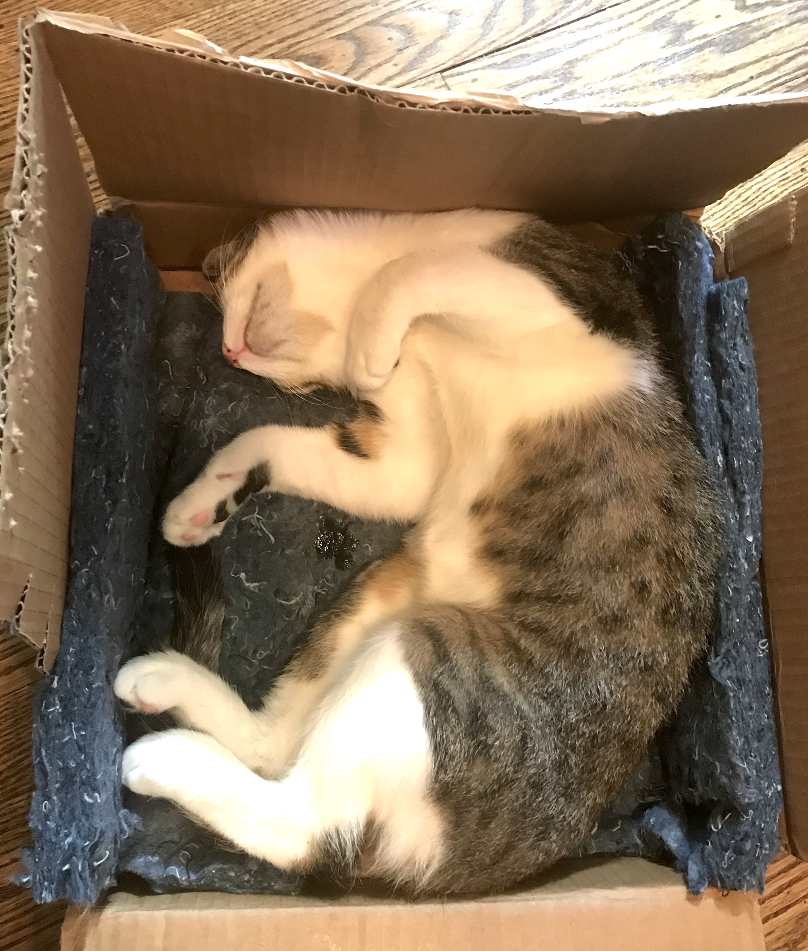 Enlarge Heron Pentridge, a Adoptable Domestic Short Hair in Philadelphia, PA image 8/9