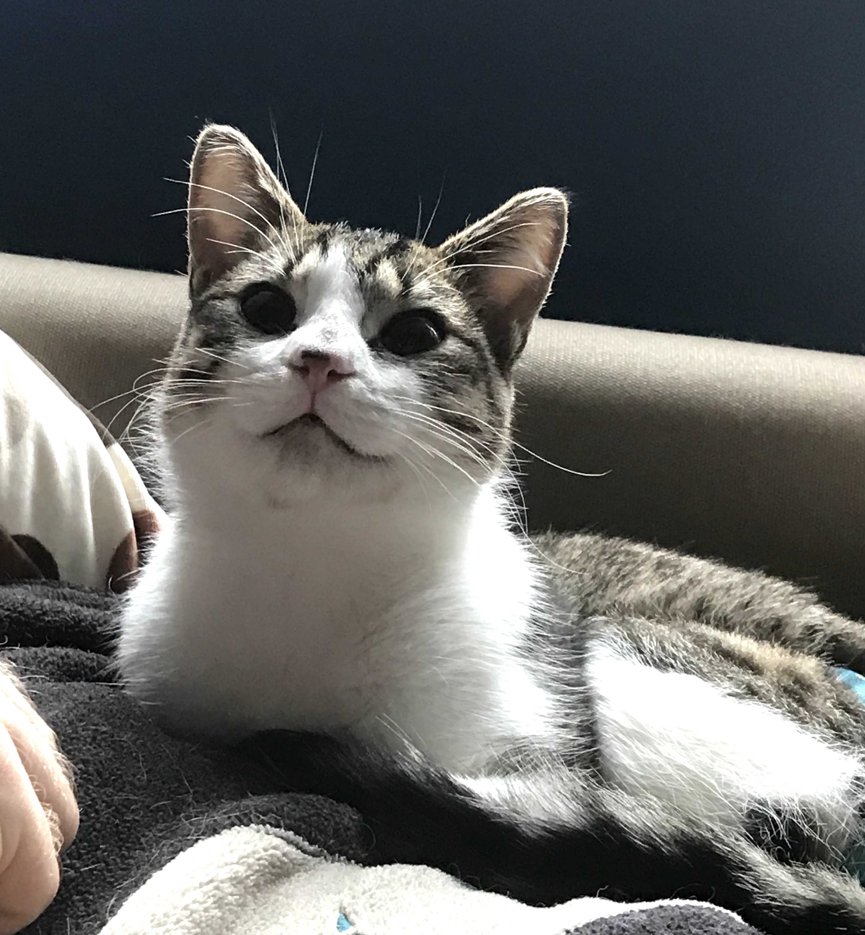 Heron Pentridge, Adoptable, Adult Male Domestic Short Hair.