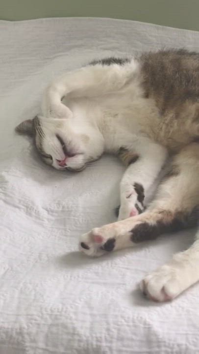 Enlarge Heron Pentridge, a Adoptable Domestic Short Hair in Philadelphia, PA video 9/9