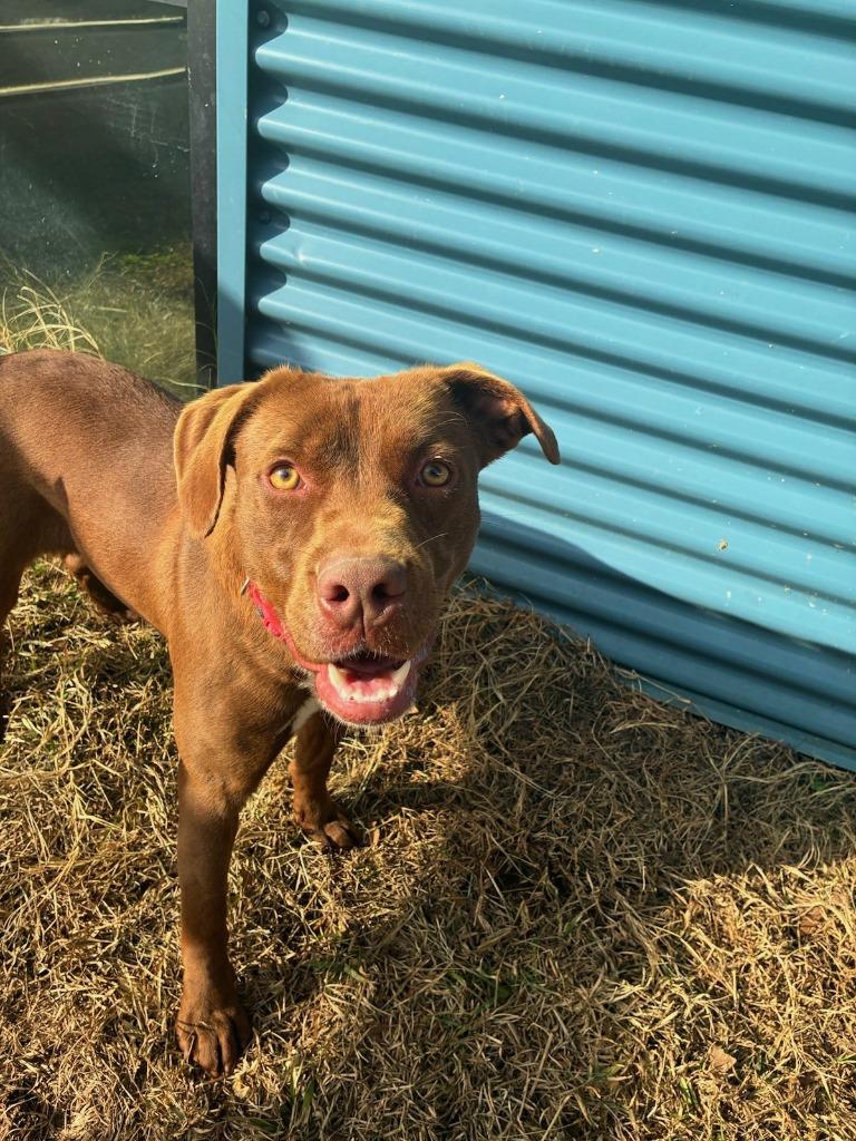 Song, Adoptable, Young Female Mixed Breed.