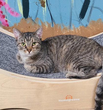 Enlarge 6894 (Ellie), a Adoptable Domestic Short Hair in Lake City, MI image 1/2