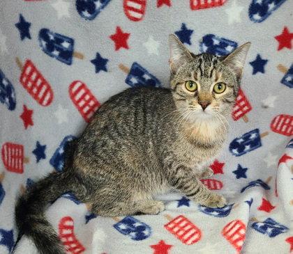 Enlarge 6894 (Ellie), a Adoptable Domestic Short Hair in Lake City, MI image 1/1