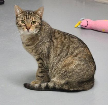 Enlarge 6894 (Ellie), a Adoptable Domestic Short Hair in Lake City, MI image 2/2