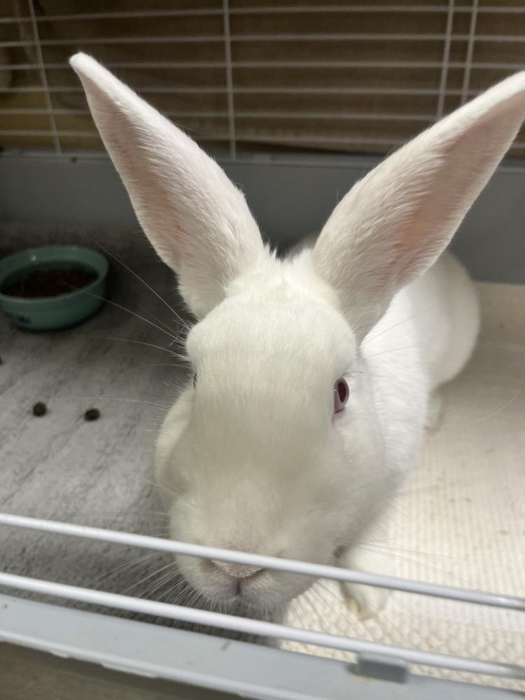 Enlarge Strawberry, a Adoptable New Zealand in Naples, FL image 1/4