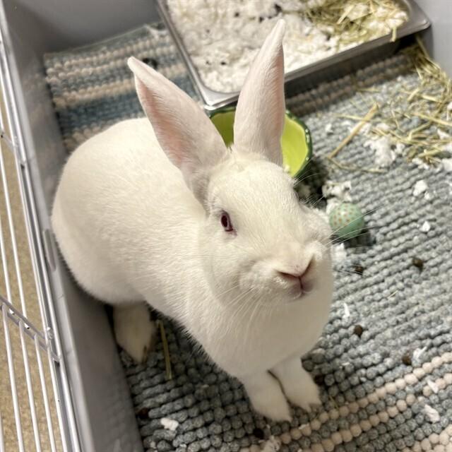 Enlarge Strawberry, a Adoptable New Zealand in Naples, FL image 2/4
