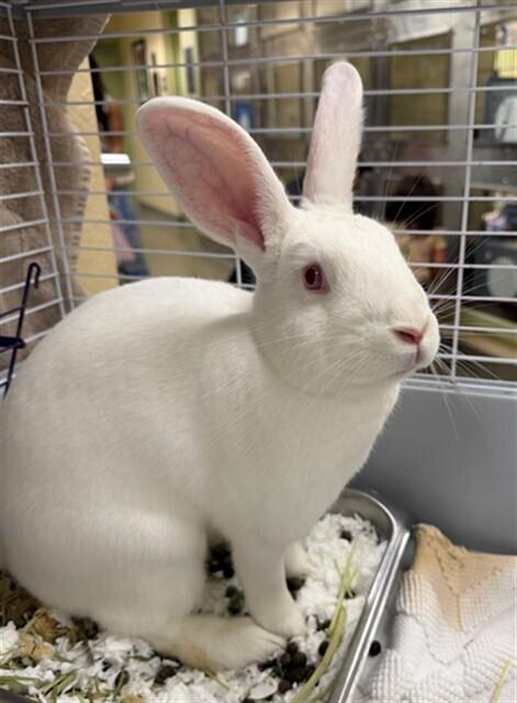 Enlarge Strawberry, a Adoptable New Zealand in Naples, FL image 3/4