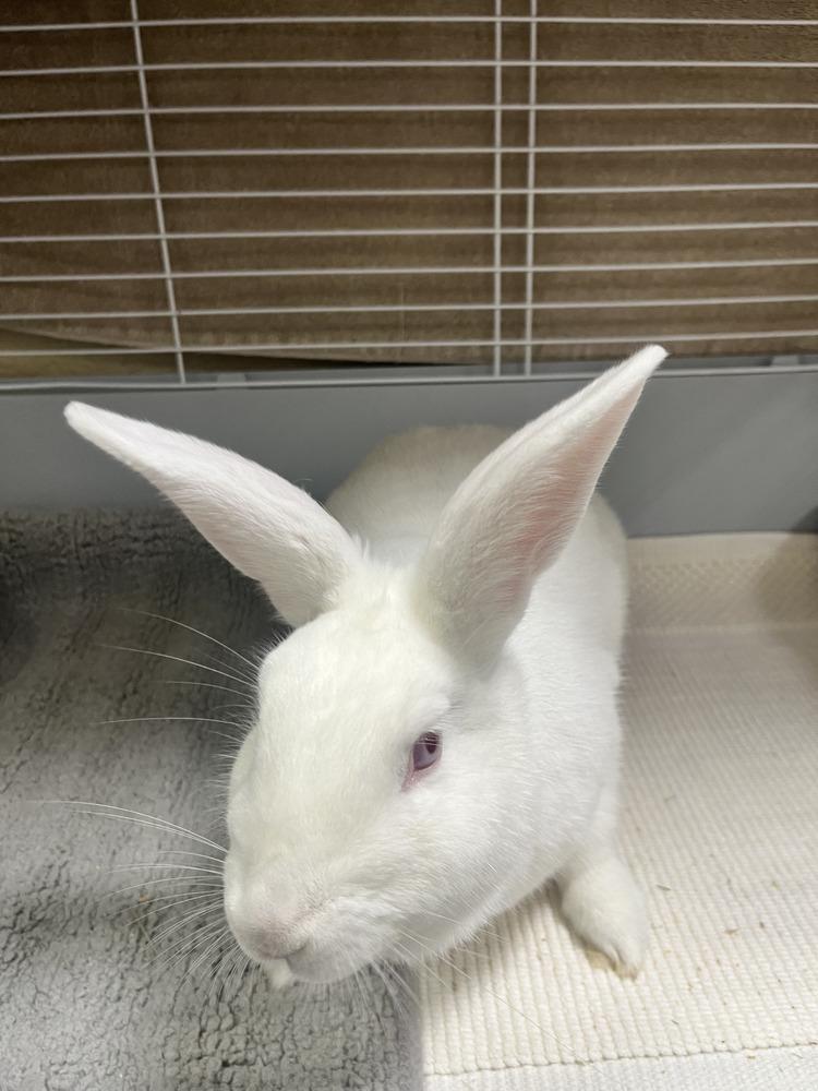 Enlarge Strawberry, a Adoptable New Zealand in Naples, FL image 4/4