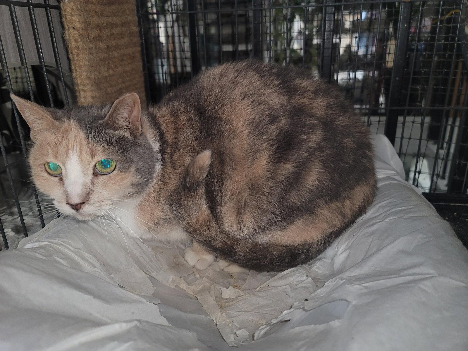 Delilah 2903, Adoptable, Adult Female Dilute Calico & Domestic Short Hair.