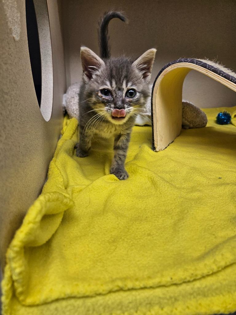 Enlarge Corn, a Adoptable mixed breed in Morgantown, KY image 1/1