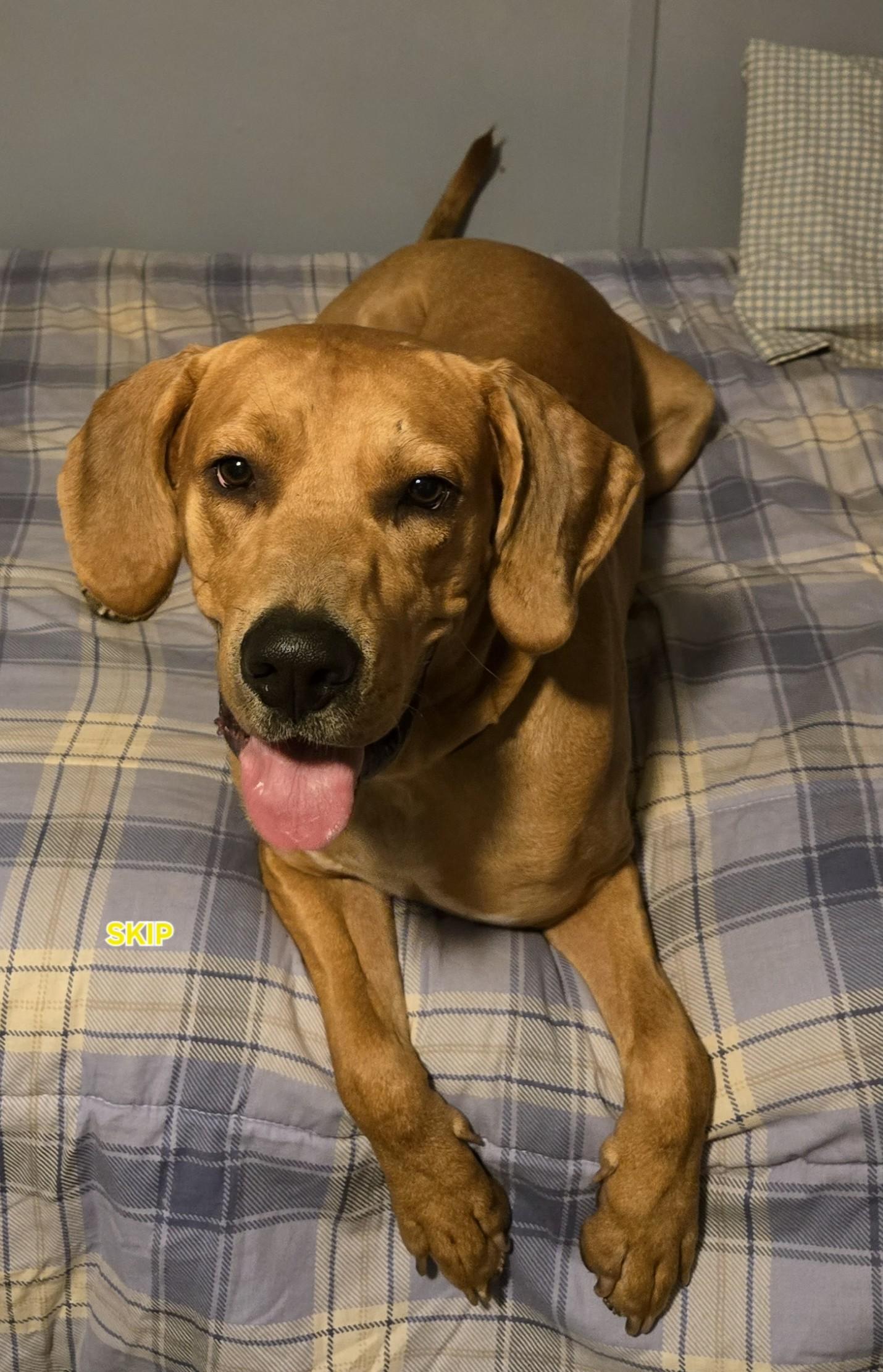 Skippy, Adoptable, Young Male Redbone Coonhound.