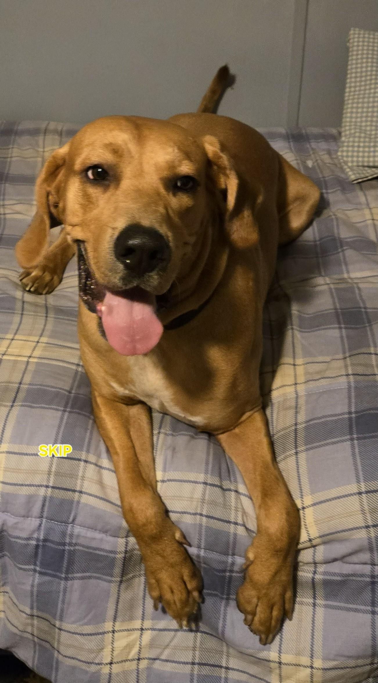 Skippy, a Adoptable mixed breed in Oakman, AL image 2/4