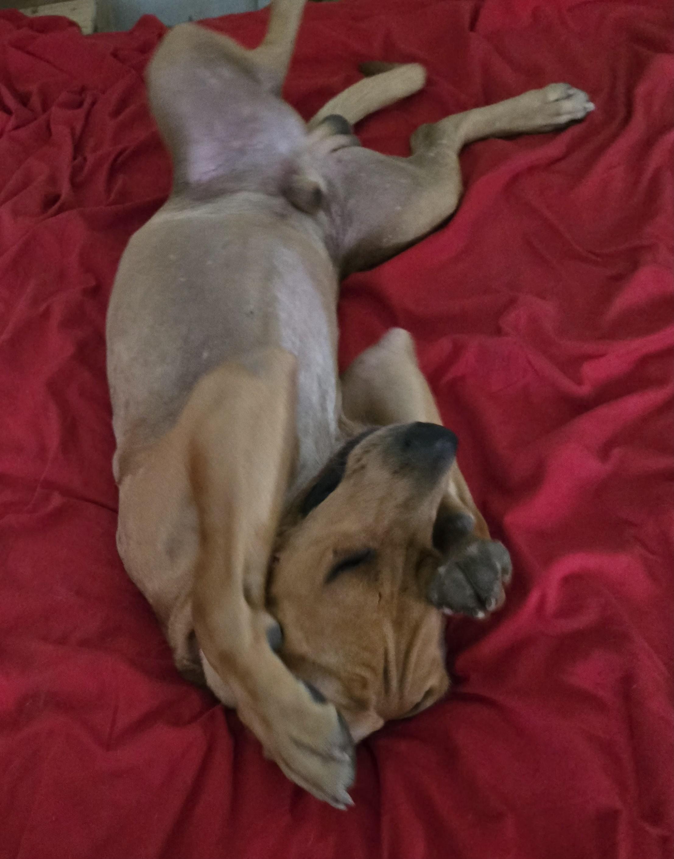 Skippy, a Adoptable mixed breed in Oakman, AL image 3/4