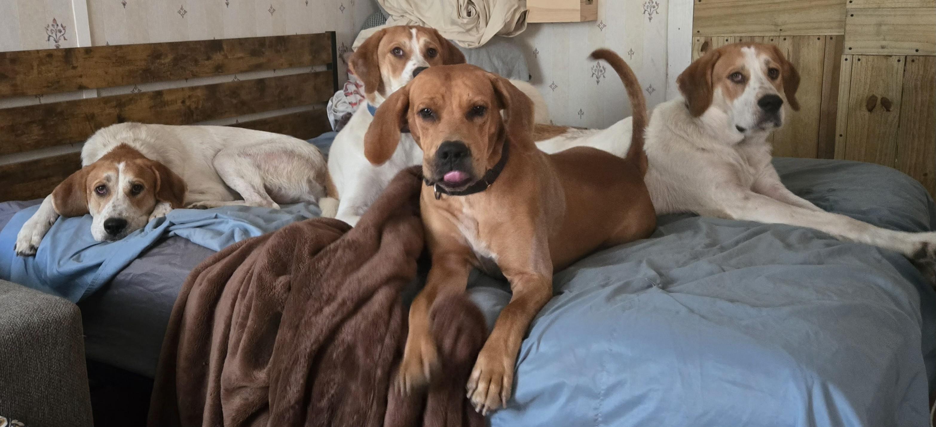 Skippy, a Adoptable mixed breed in Oakman, AL image 4/4