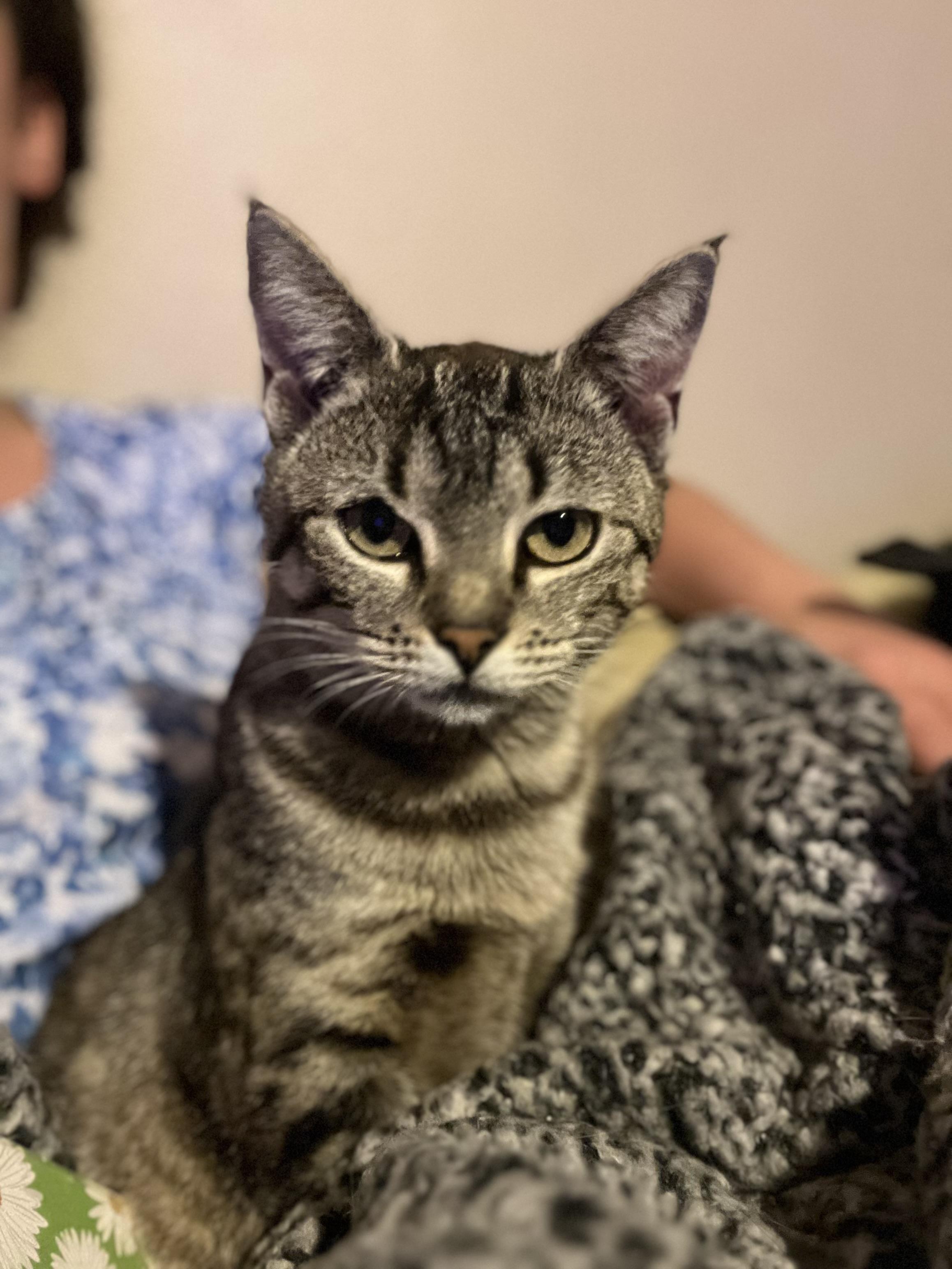 Momma Laurel, Adoptable, Young Female Domestic Short Hair.