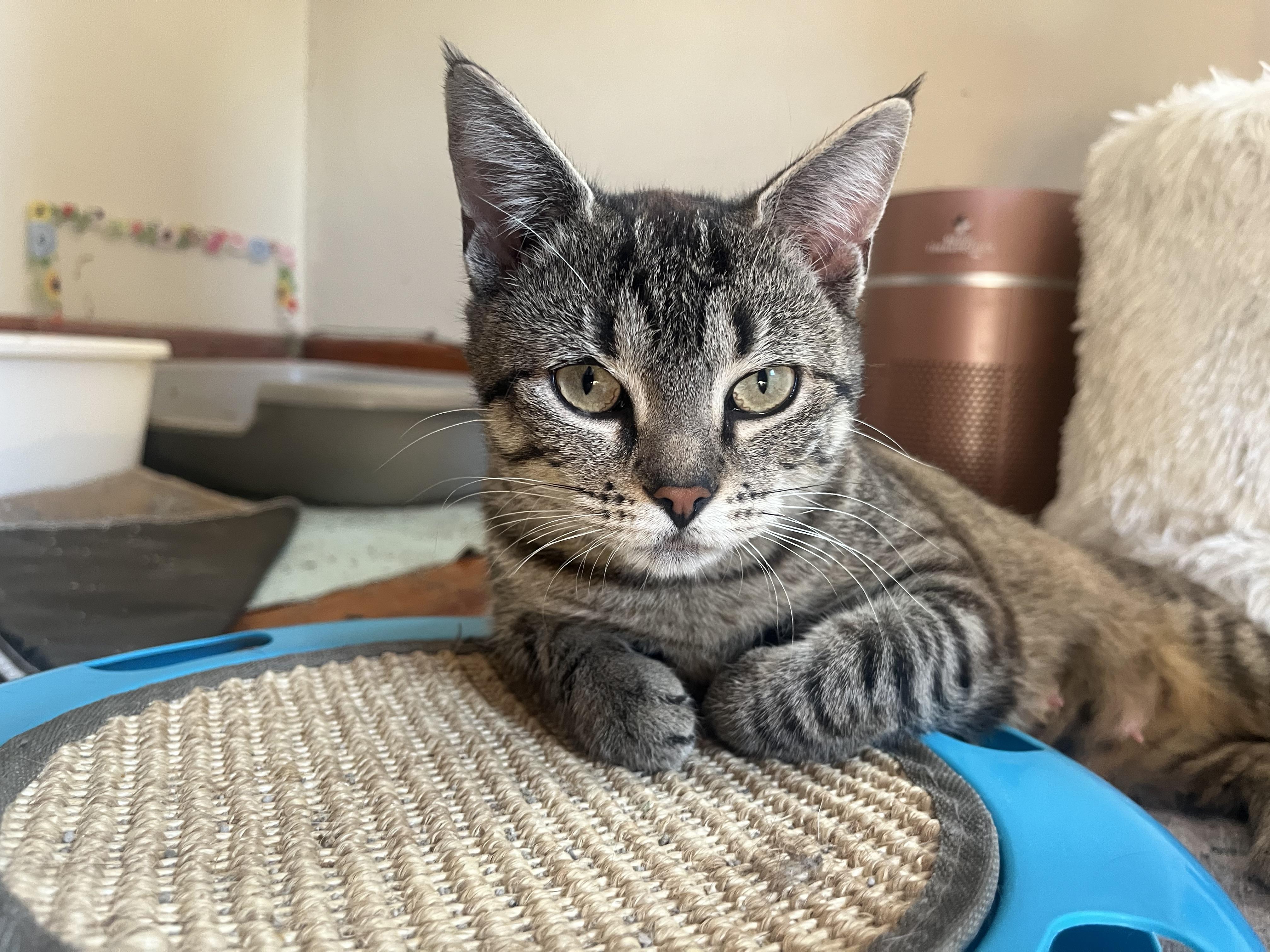 Enlarge Momma Laurel, a Adoptable Domestic Short Hair in Lewistown, PA image 2/2