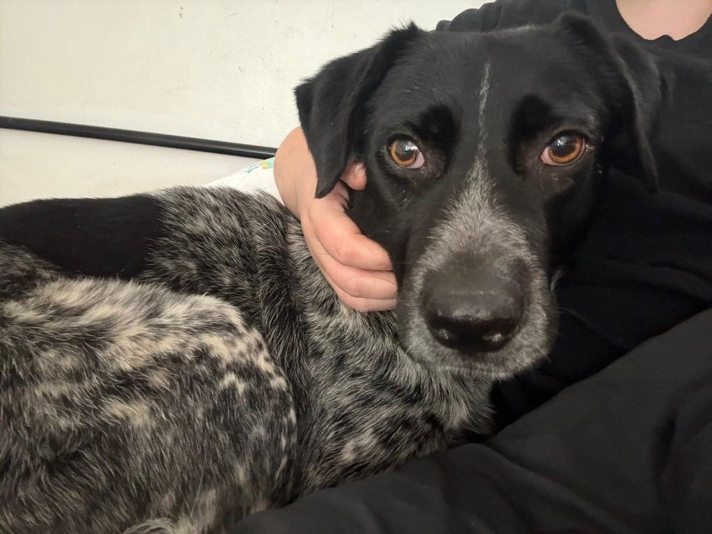 Bailey, Adoptable, Adult Female German Shorthaired Pointer & Mixed Breed.