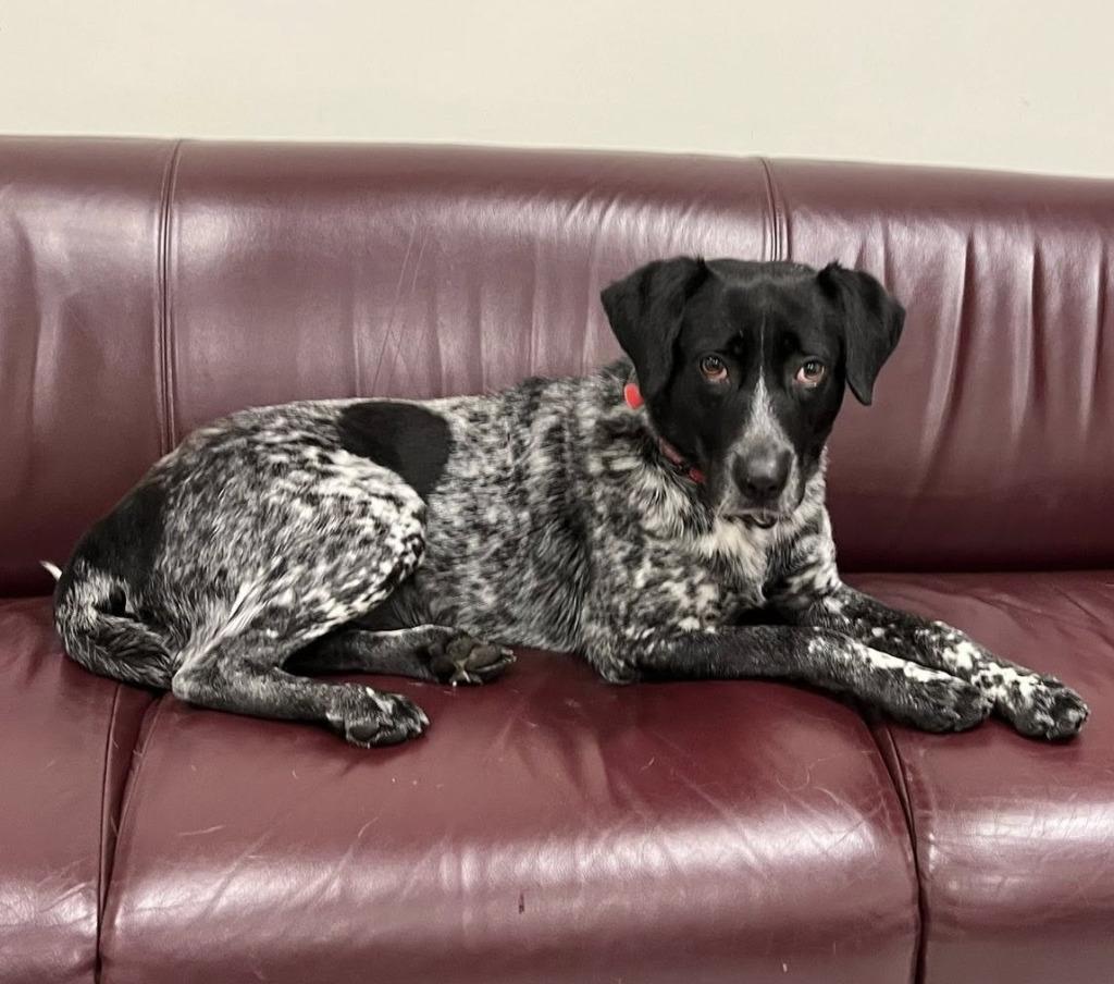 Enlarge Bailey, a Adoptable mixed breed in Warren, MI image 2/6