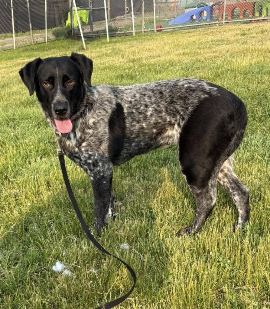 Enlarge Bailey, a Adoptable mixed breed in Warren, MI image 3/6