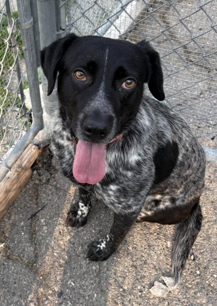 Enlarge Bailey, a Adoptable mixed breed in Warren, MI image 4/6