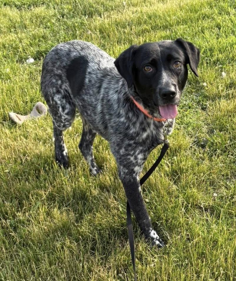 Enlarge Bailey, a Adoptable mixed breed in Warren, MI image 5/6