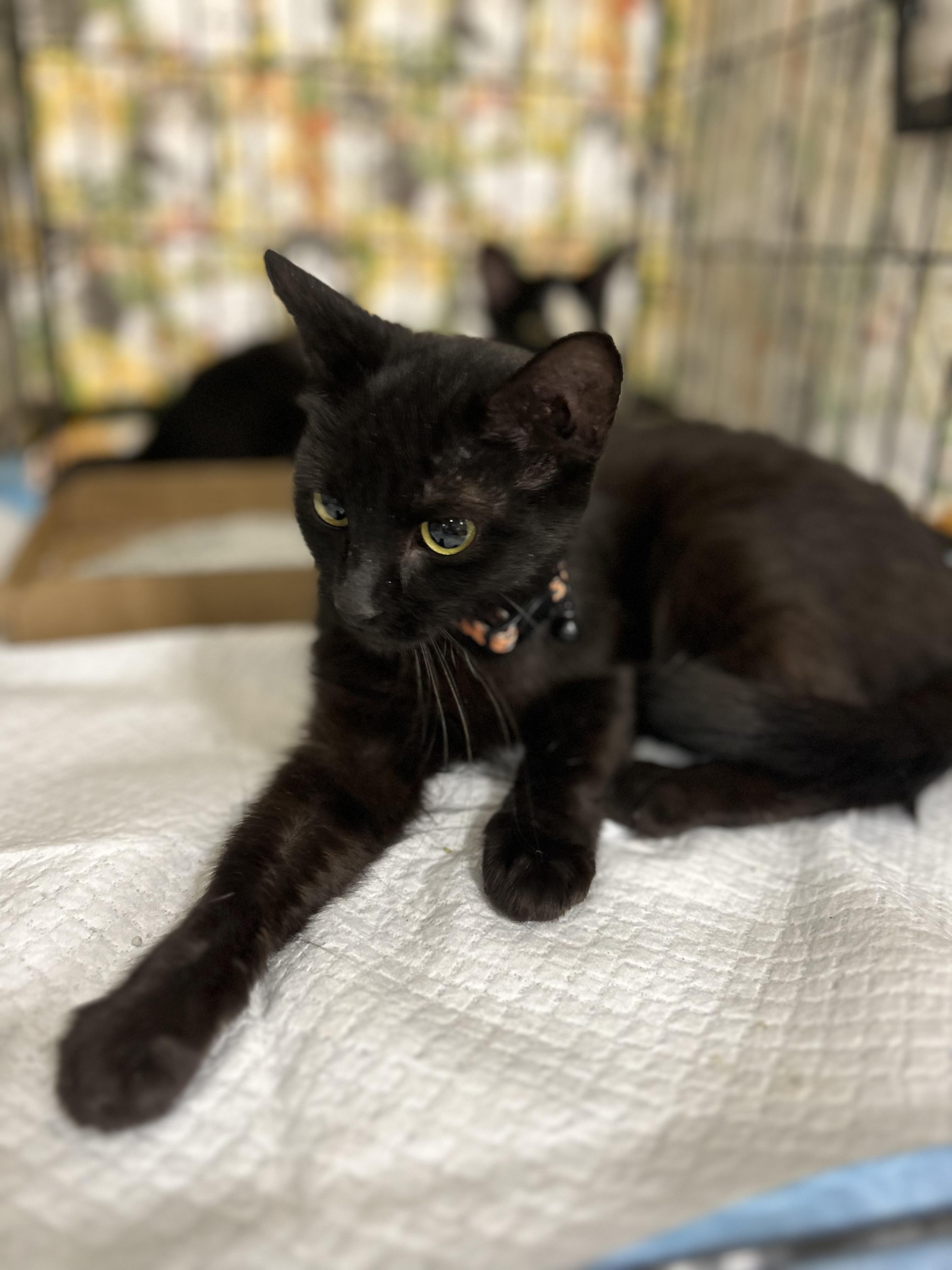 Misty Rain, Adopted, Adult Female Domestic Medium Hair.