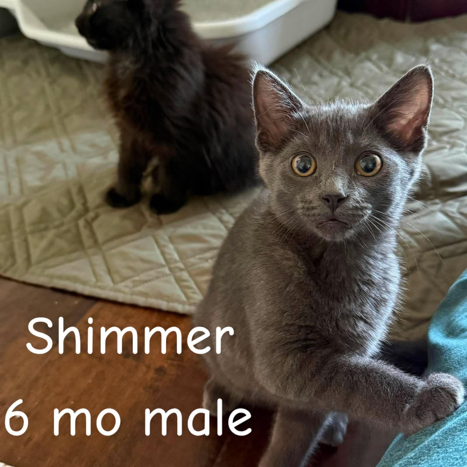 Shimmer & Shade, a ADOPTABLE Domestic Short Hair in Pardeeville, WI image 3/6