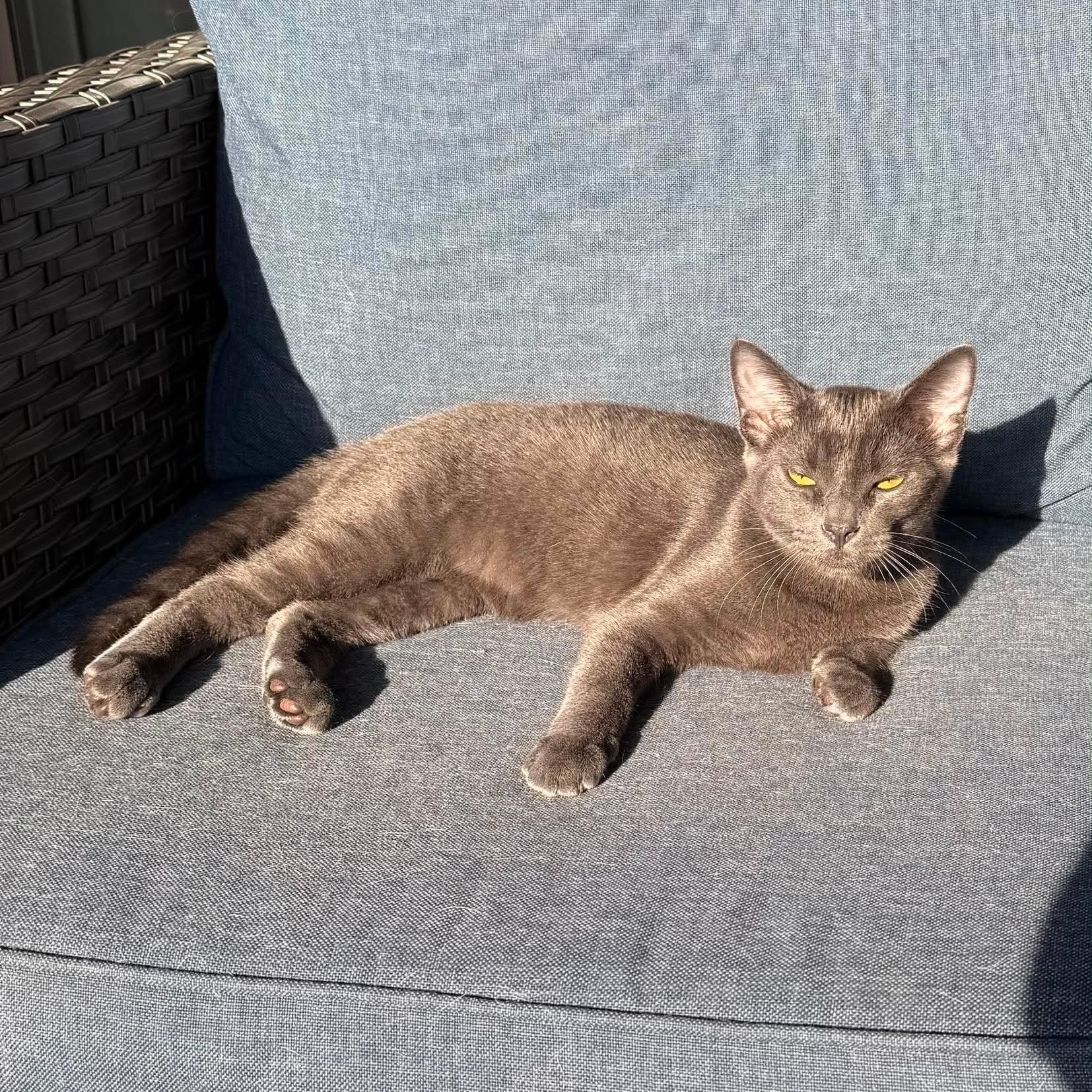 Enlarge Shimmer & Shade, a Adopted Domestic Short Hair in Pardeeville, WI image 6/6
