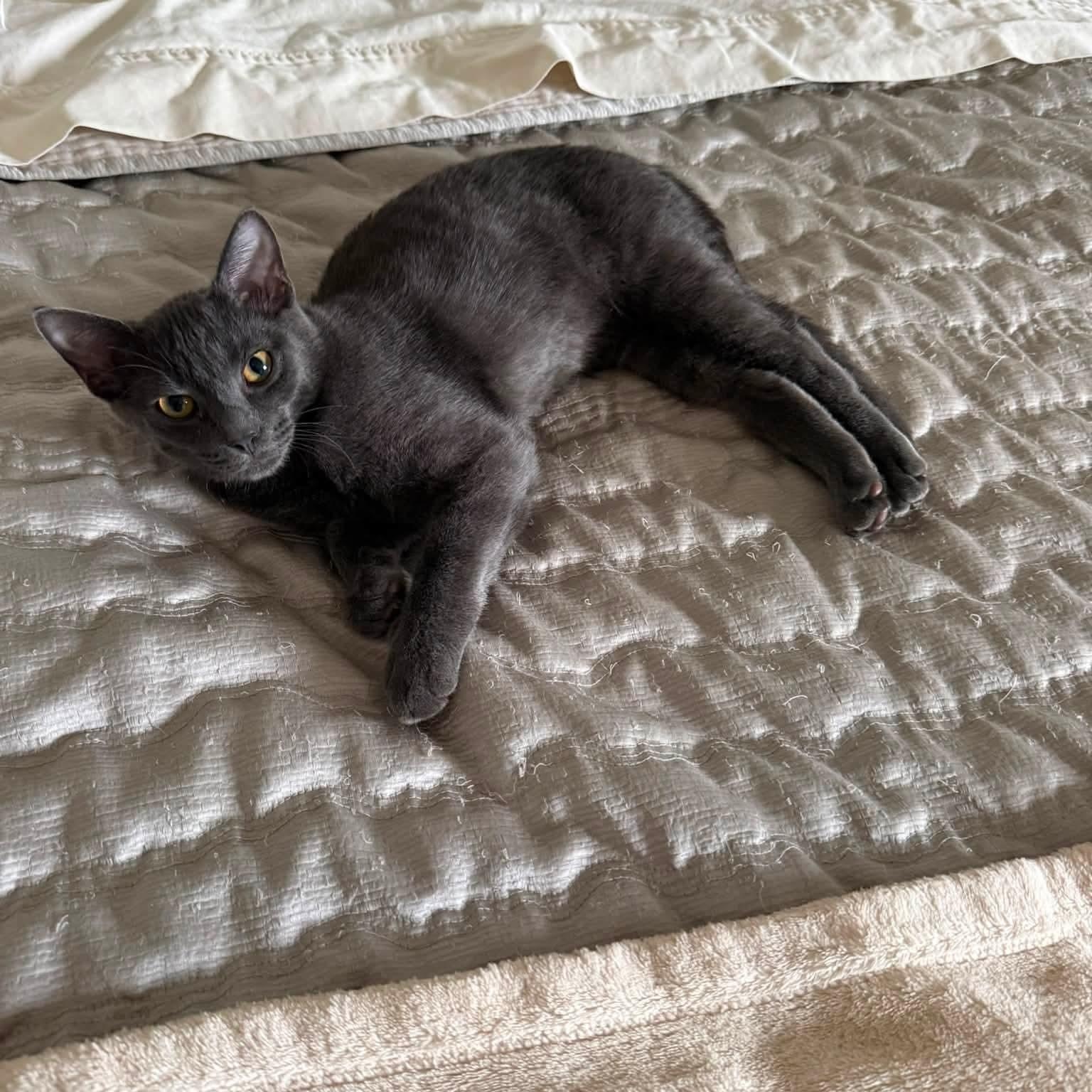Shimmer & Shade, a ADOPTABLE Domestic Short Hair in Pardeeville, WI image 2/6