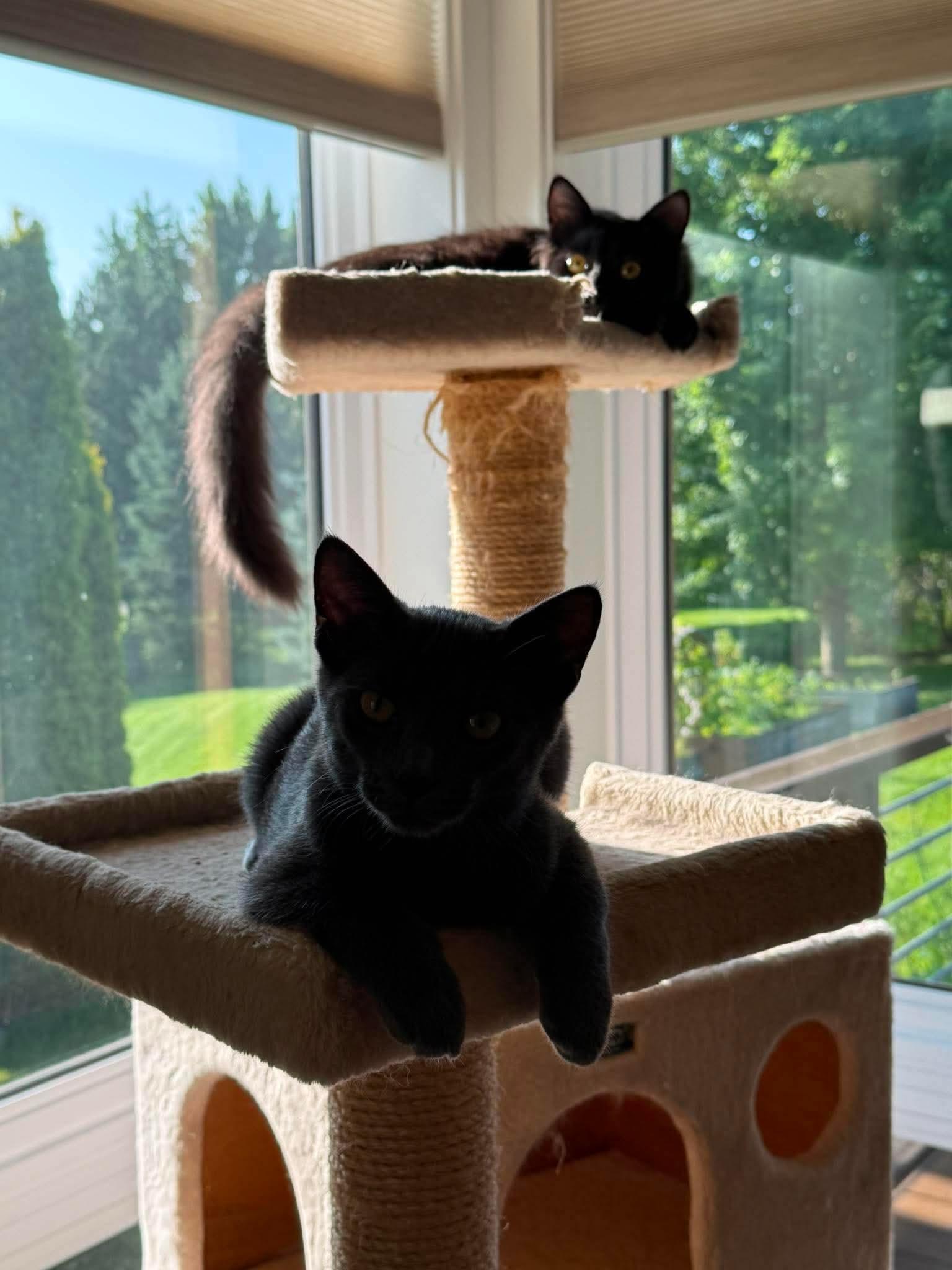 Shimmer & Shade, ADOPTABLE, Young Male Domestic Short Hair.