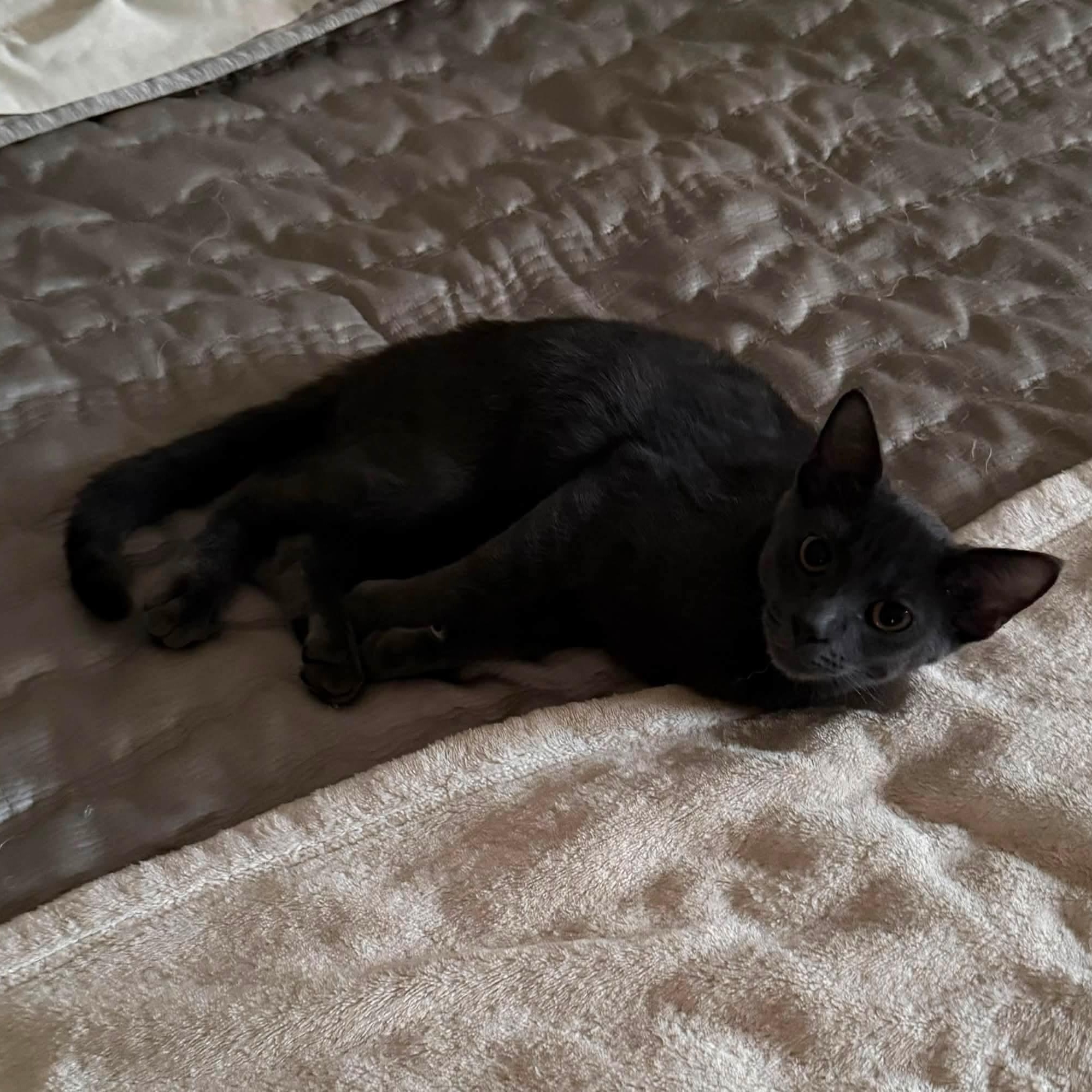 Shimmer & Shade, a ADOPTABLE Domestic Short Hair in Pardeeville, WI image 4/6