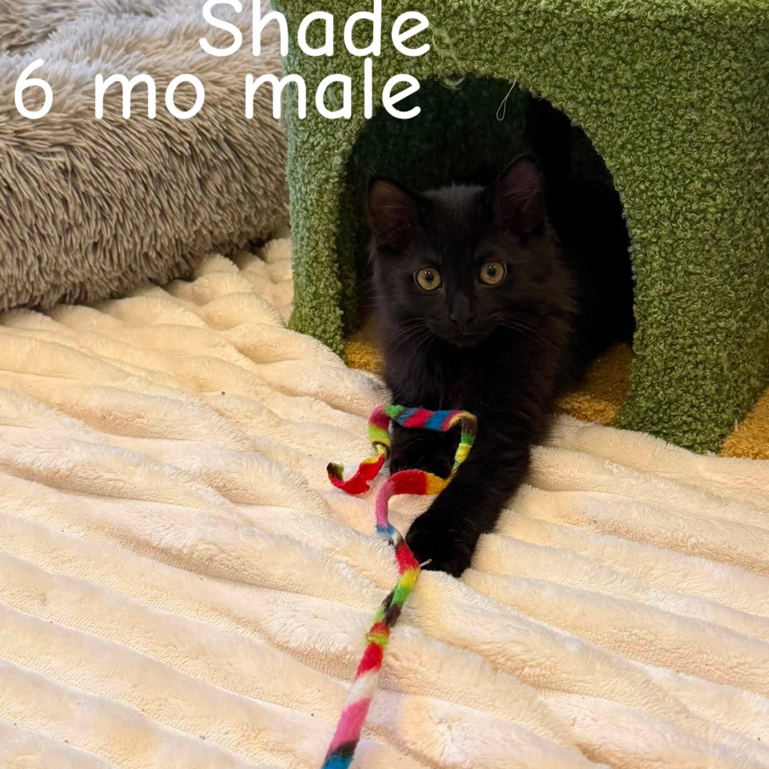 Shimmer & Shade, a ADOPTABLE Domestic Short Hair in Pardeeville, WI image 6/6