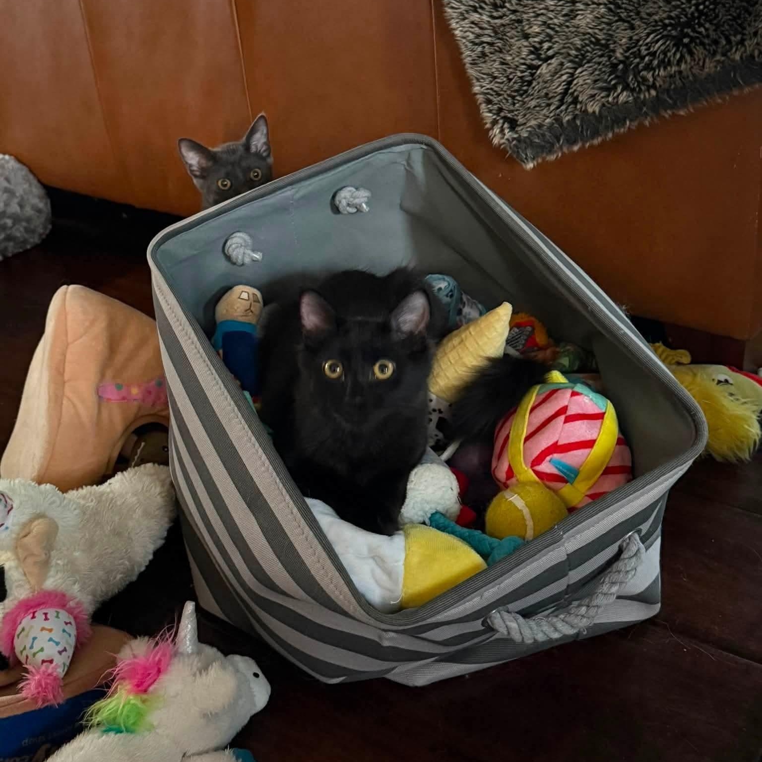 Shimmer & Shade, a ADOPTABLE Domestic Short Hair in Pardeeville, WI image 5/6