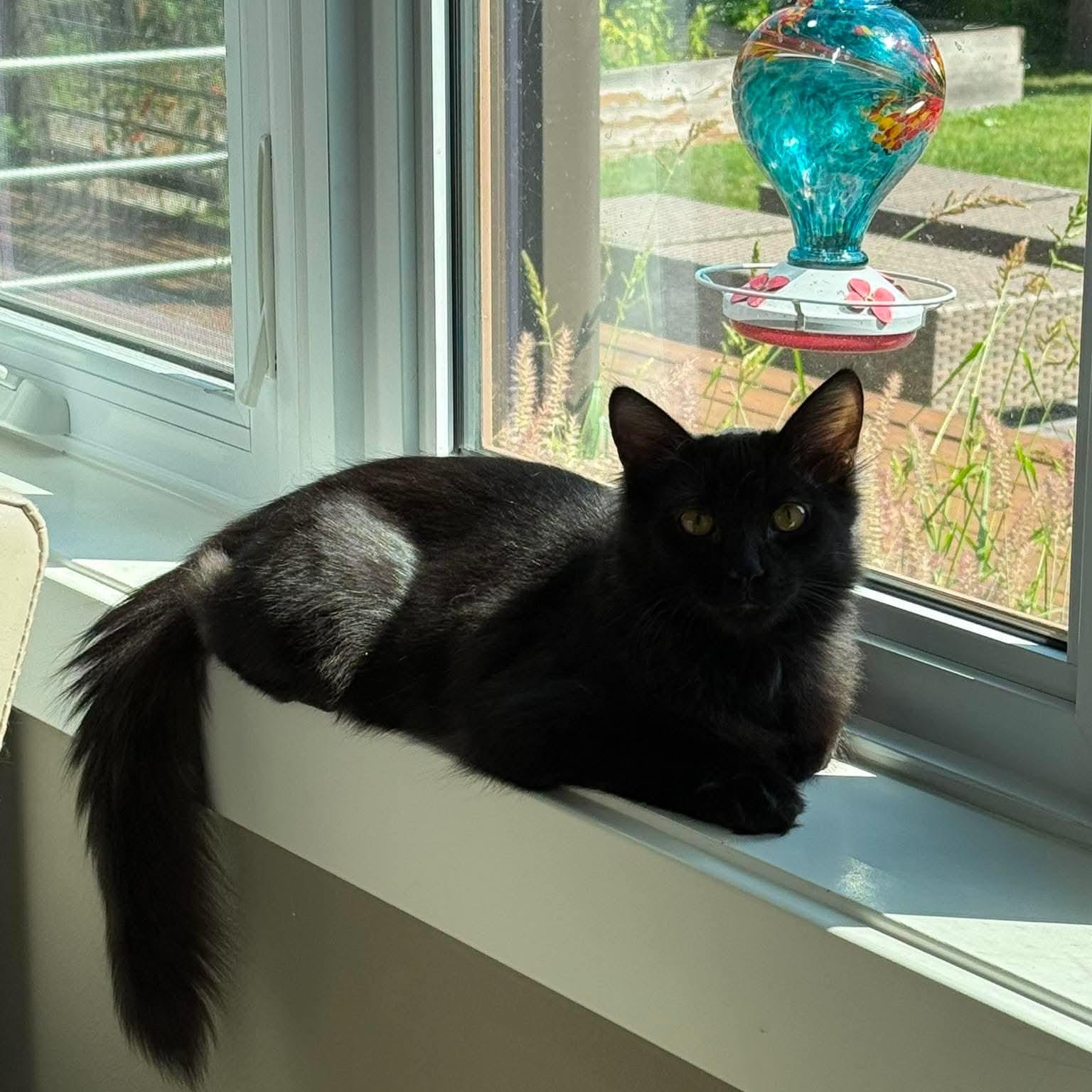 Enlarge Shimmer & Shade, a Adopted Domestic Short Hair in Pardeeville, WI image 5/6