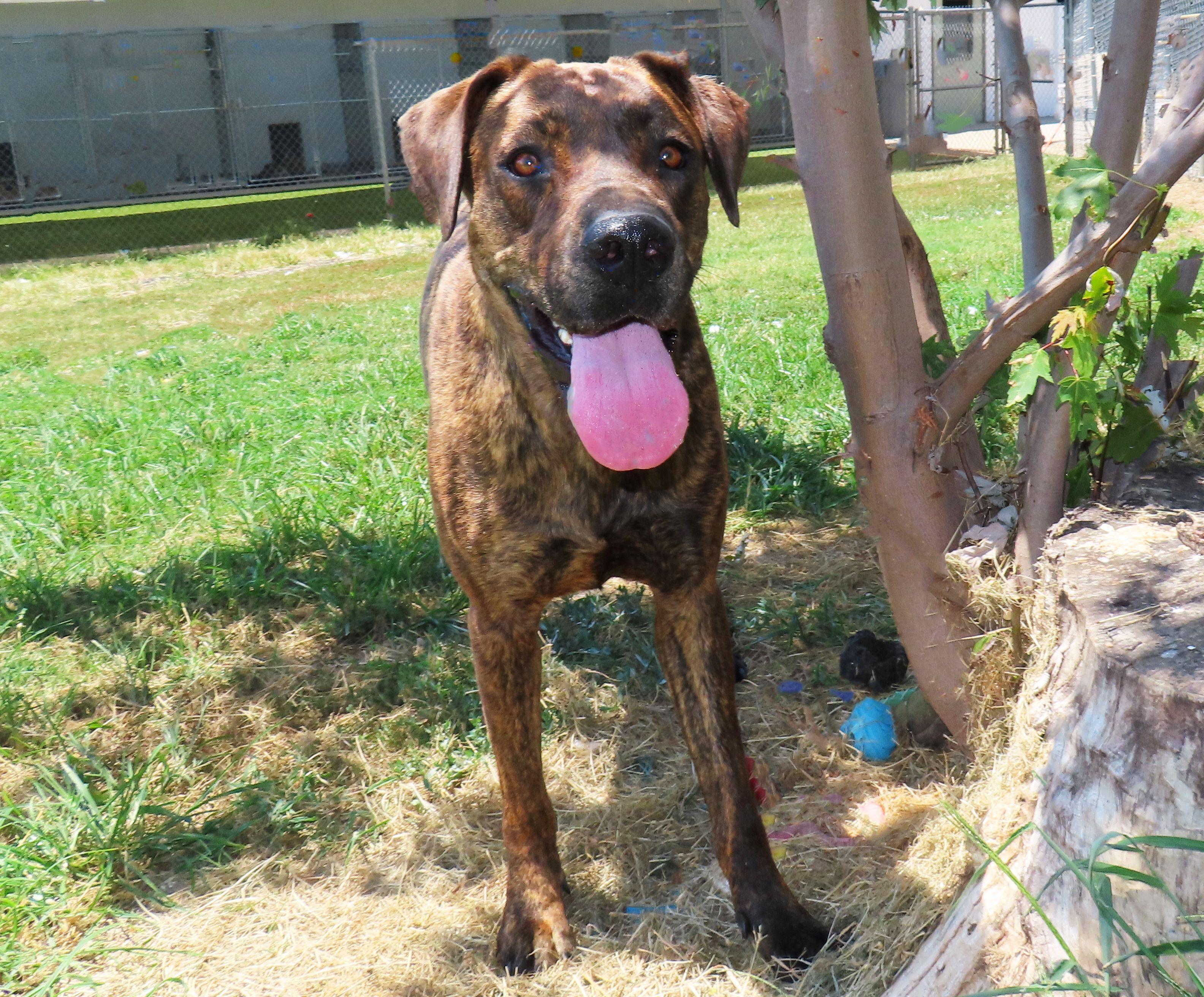 Enlarge Flower 25C-89B, a ADOPTABLE mixed breed in Rogers, AR image 5/5