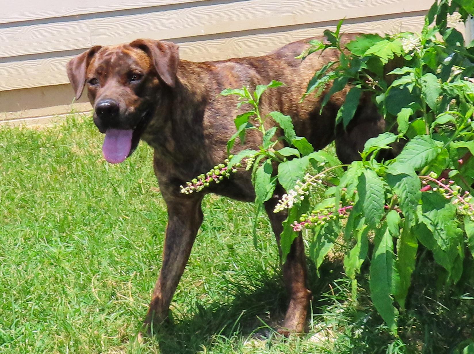 Enlarge Flower 25C-89B, a ADOPTABLE mixed breed in Rogers, AR image 3/5
