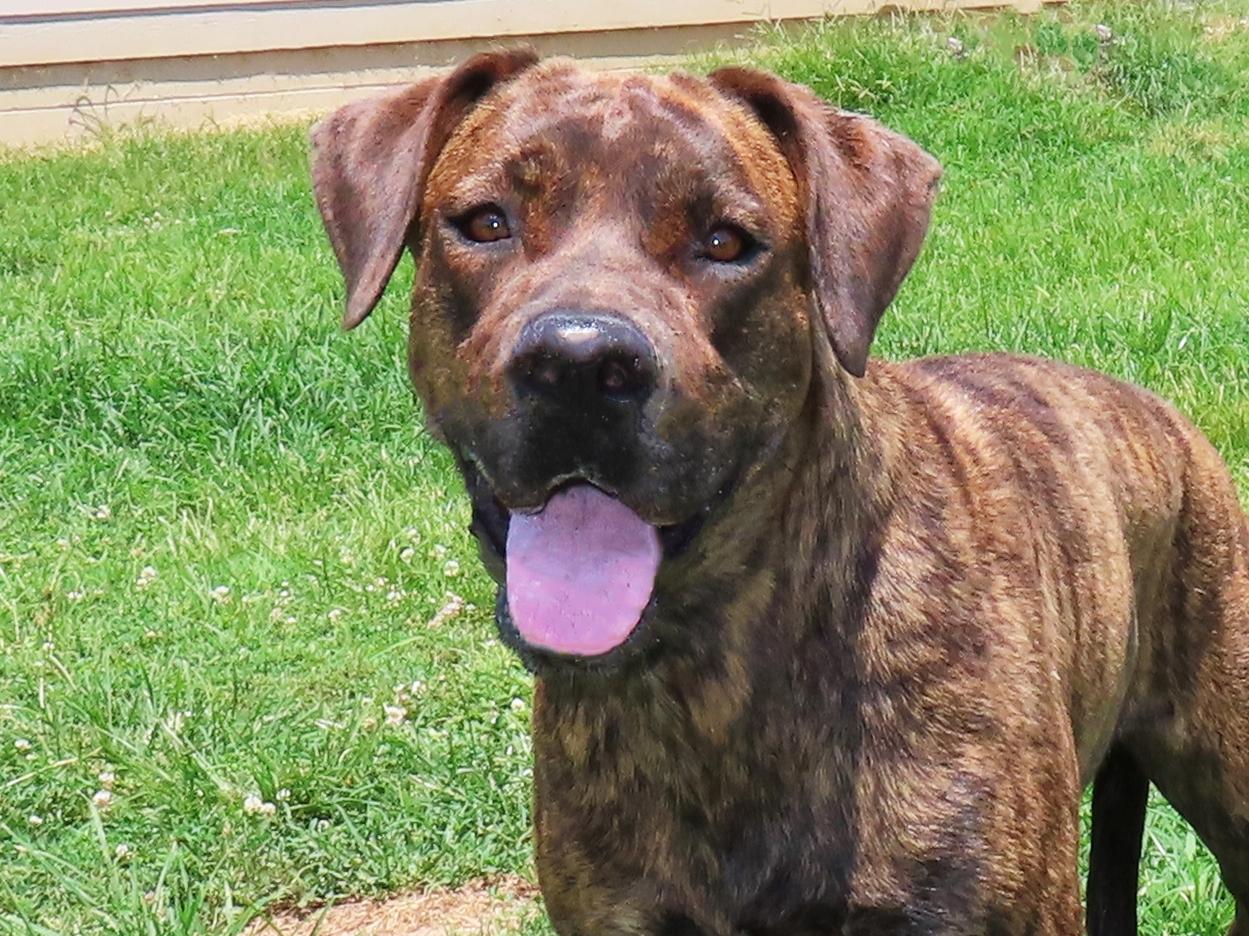 Enlarge Flower 25C-89B, a ADOPTABLE mixed breed in Rogers, AR image 1/5