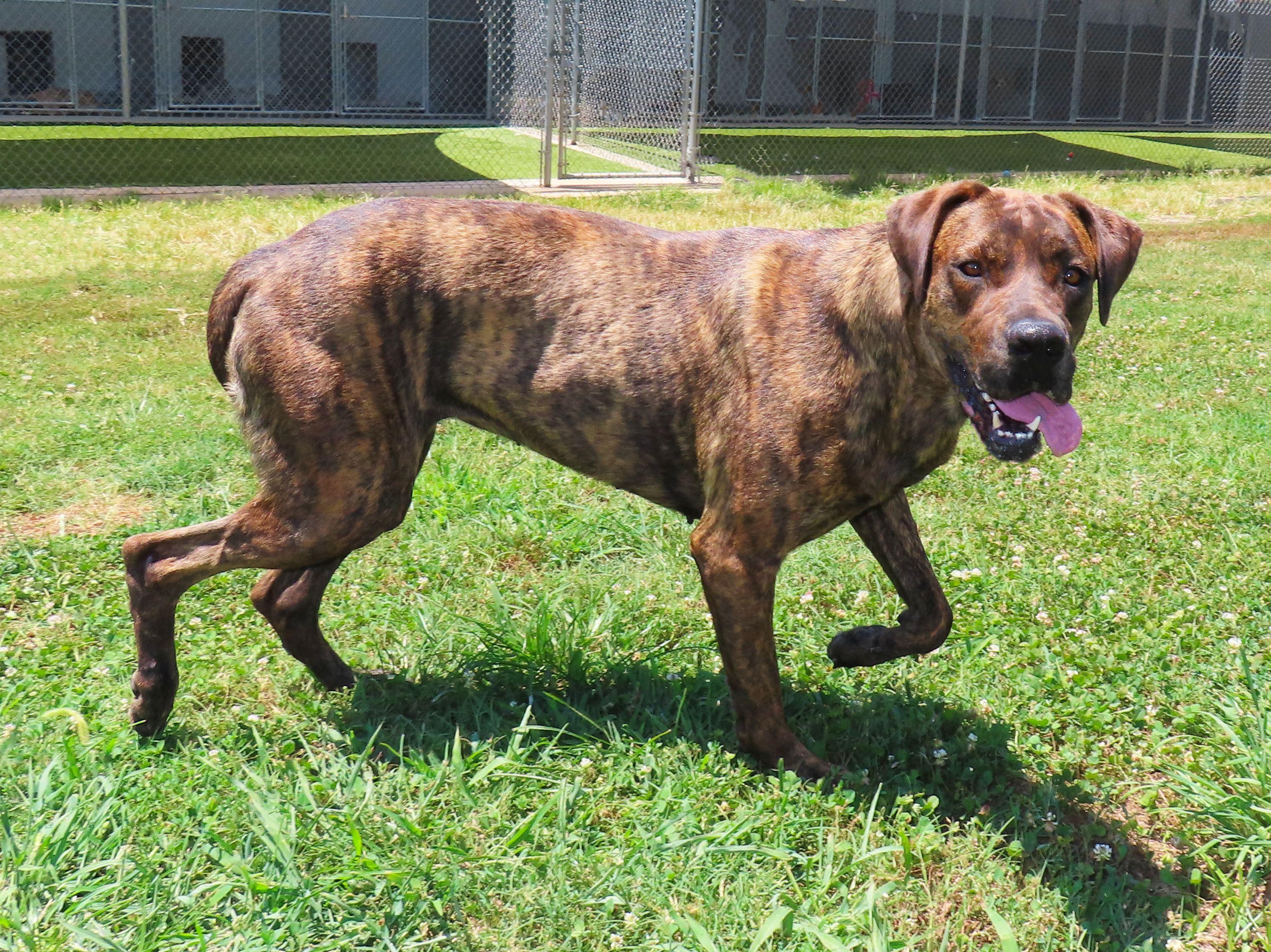 Enlarge Flower 25C-89B, a ADOPTABLE mixed breed in Rogers, AR image 4/5