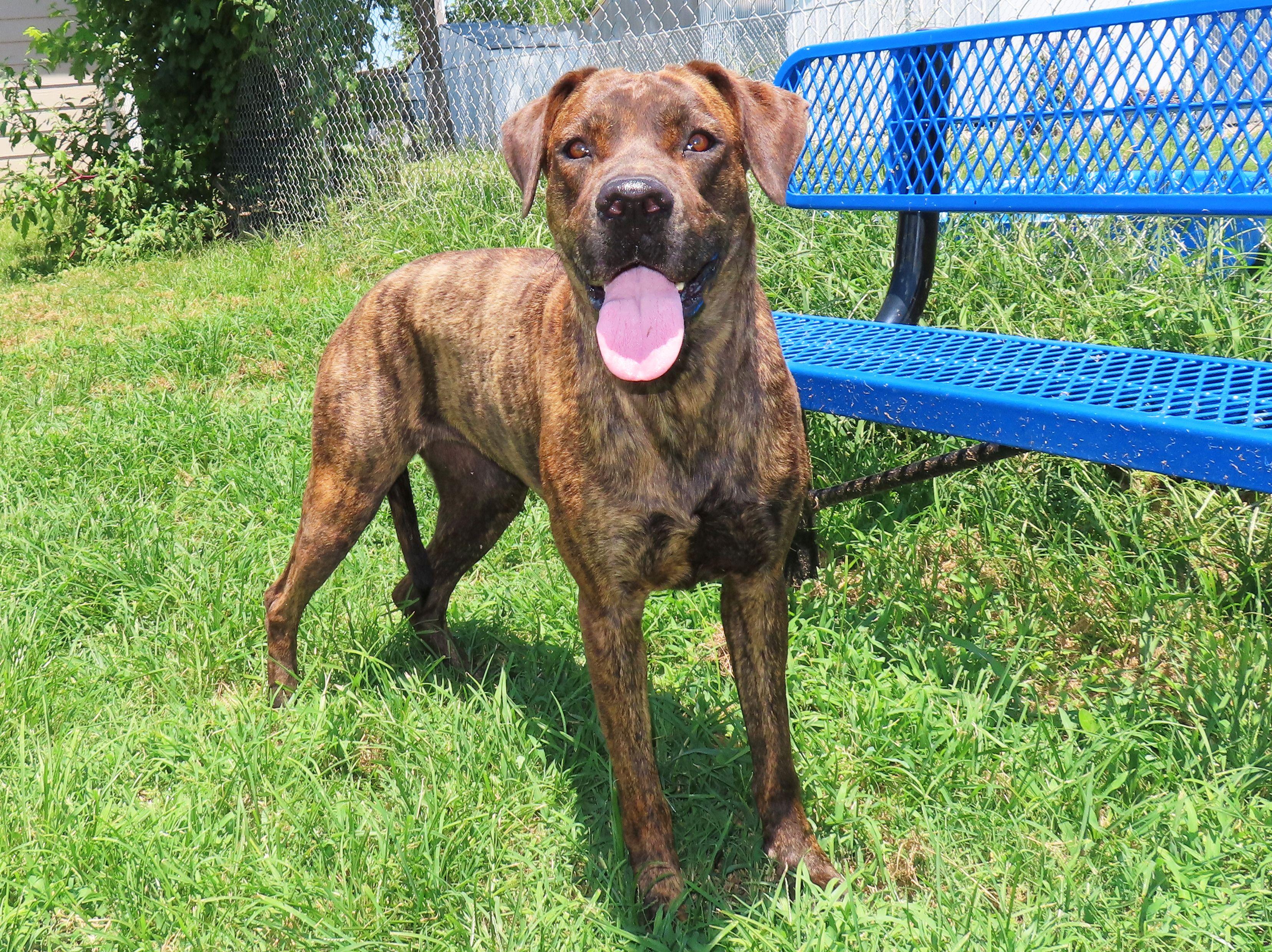 Enlarge Flower 25C-89B, a ADOPTABLE mixed breed in Rogers, AR image 2/5