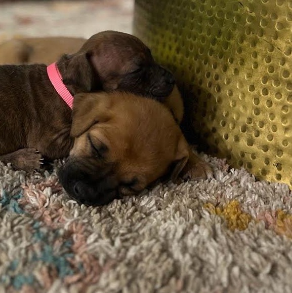 Enlarge Calvin Chubs , a ADOPTABLE mixed breed in Spring hill, TN image 3/4