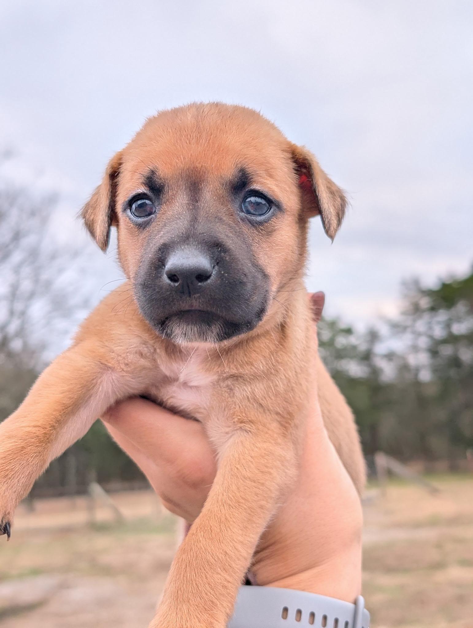Enlarge Calvin Chubs , a ADOPTABLE mixed breed in Spring hill, TN image 4/4