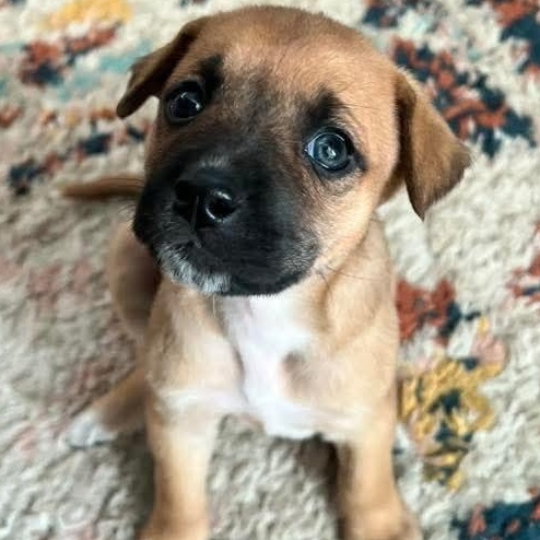 Calvin Chubs , ADOPTABLE, Puppy Female Mixed Breed & Labrador Retriever.