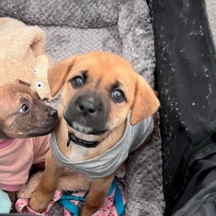 Calvin Chubs , ADOPTABLE, Puppy Female Mixed Breed & Labrador Retriever.