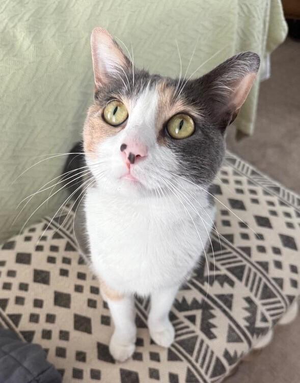 Lavender aka Coco, Adoptable, Adult Female Calico & Domestic Short Hair.