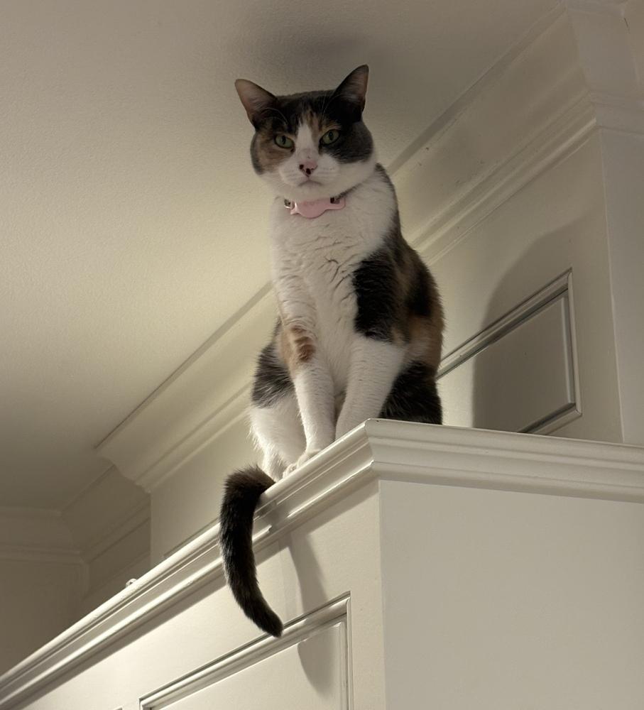 Lavender, Adoptable, Adult Female Calico & Domestic Short Hair.